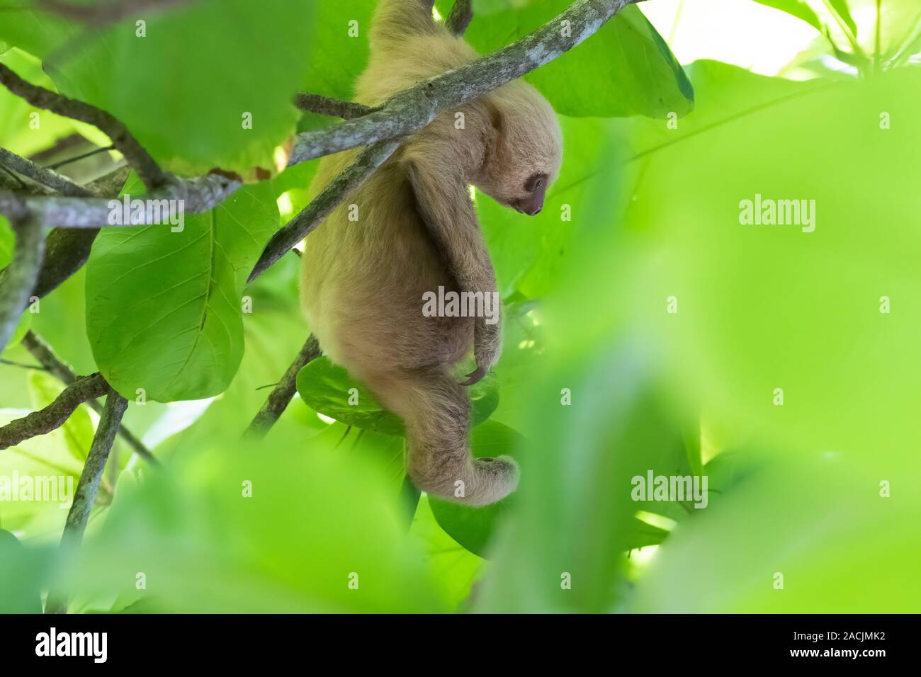 Un jeune deux Hoffmann-toed sloth (Choloepus hoffmanni) se bloque à partir d'un arbre à Manuel Antonio Natiional Park, Costa Rica. Banque D'Images