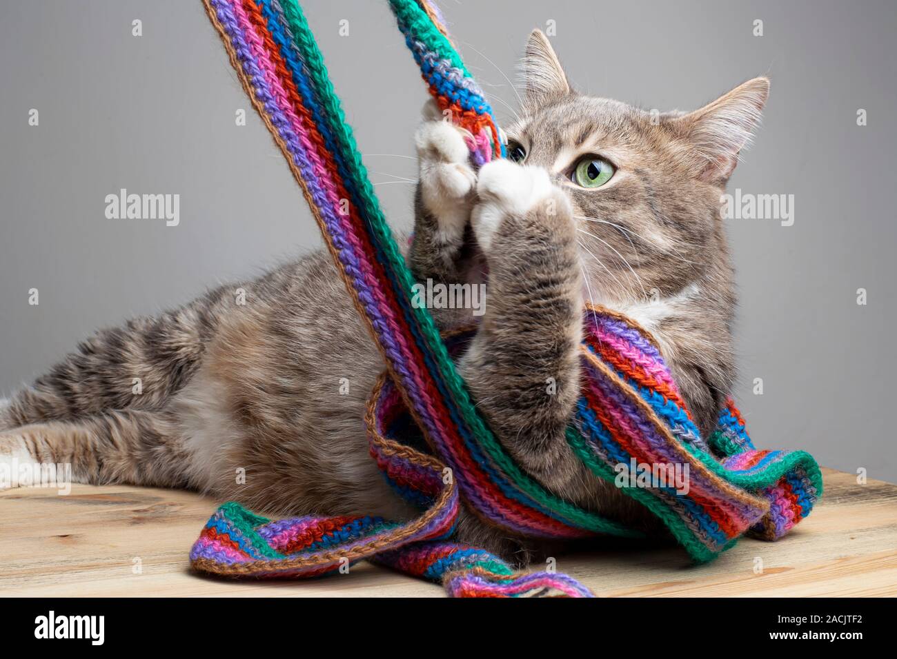 Gros chat paresseux, se trouve sur une table de bois et joue avec un tricot, écharpe multi-couleur. Banque D'Images