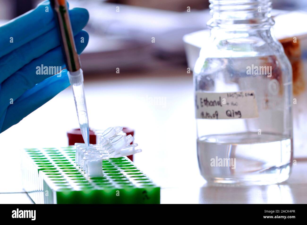 Laboratoire de Botanique. Expert scientifique en remplissant les flacons dans un plateau d'échantillons multi-puits dans un laboratoire de l'usine. Banque D'Images