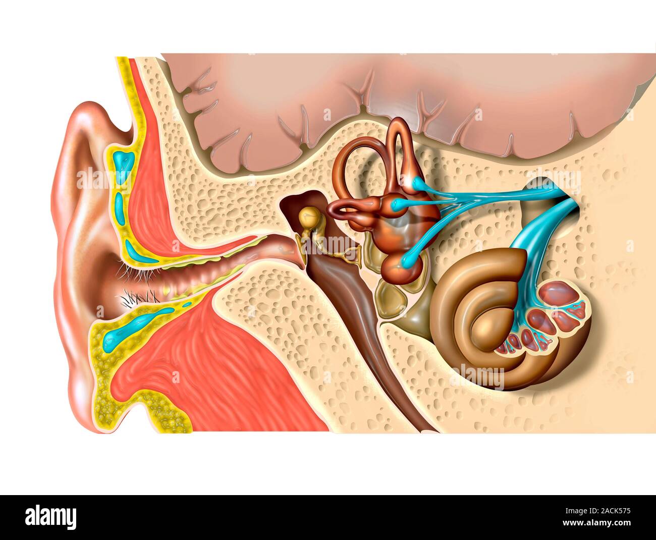Anatomie de l'oreille humaine. L'oeuvre de l'ordinateur de la structure de  l'oreille humaine, montrant l'oreille externe (à gauche), de l'oreille  moyenne et l'oreille interne (à droite). Le tympan (t Photo Stock -