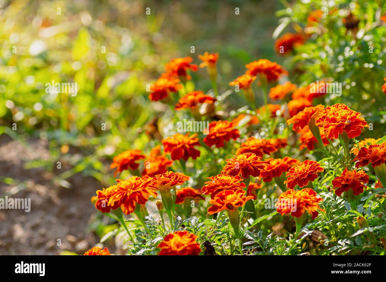 Tagetes erecta. Fleurs Fleurs de rouge sur un fond vert. Marigold mexicain, Aztec marigold, marigold africains. Focus sélectif. Close up. Banque D'Images