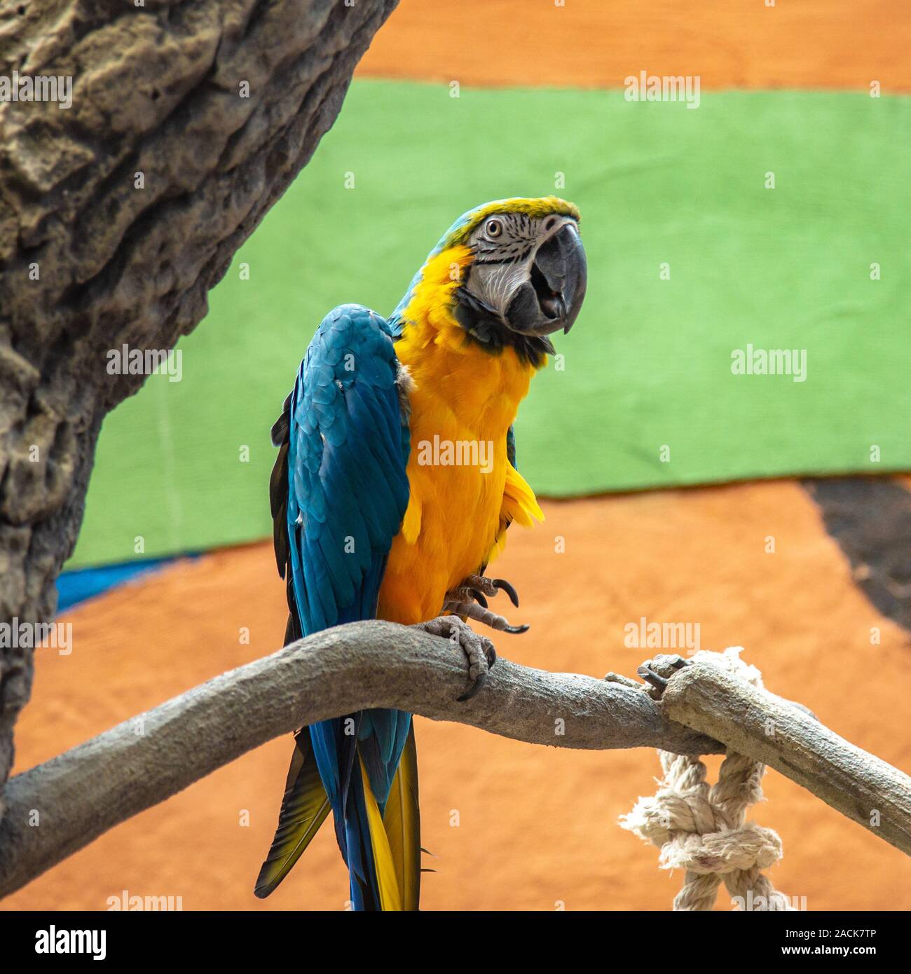 Le bleu-et-jaune macaw (Ara ararauna), également connu sous le nom de bleu et or macaw, portrait. Banque D'Images