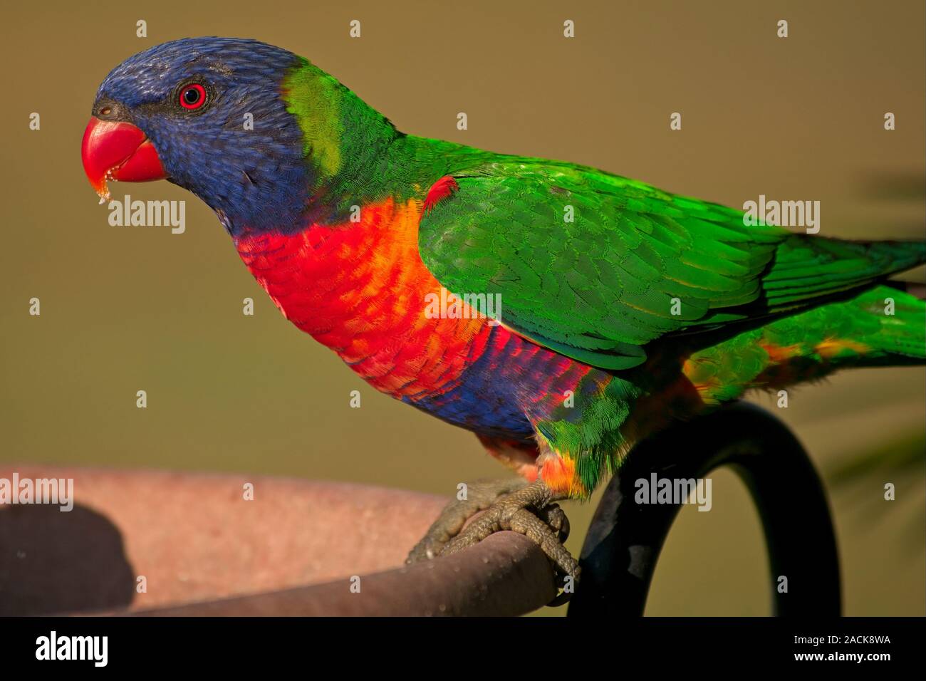 Rainbow Lorikeet sur un oiseau de la charpette Banque D'Images