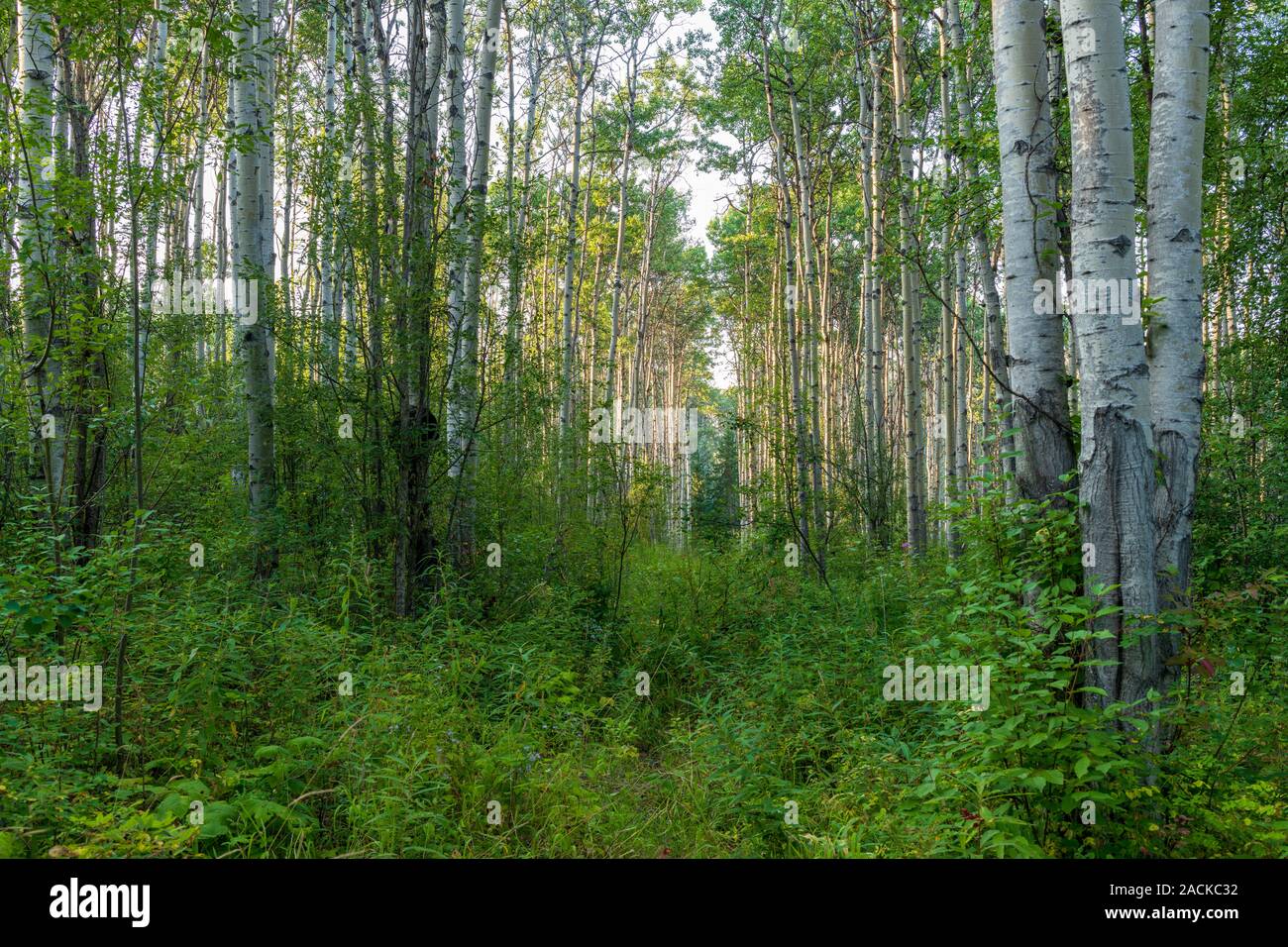 Une forêt dans la région de Tyhee Lake Provincial Park, British Columbia, Canada Banque D'Images