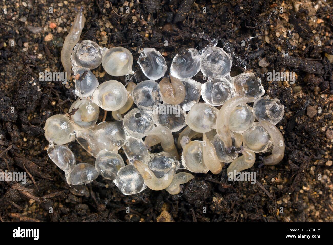 Les œufs de la limace, Arion hortensis, photographié cinq semaines après qu