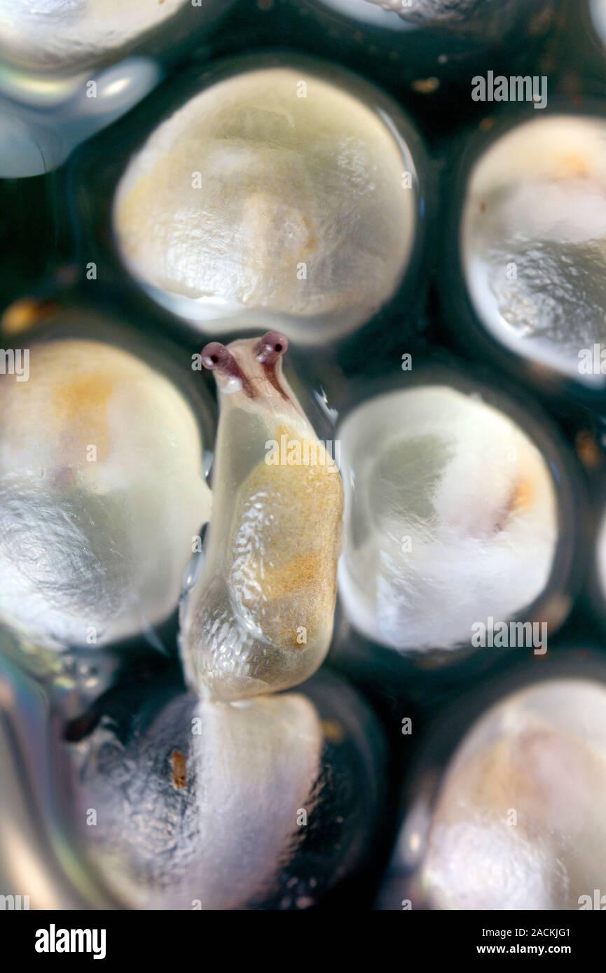 Les œufs de la limace, Arion hortensis, photographié cinq semaines après qu