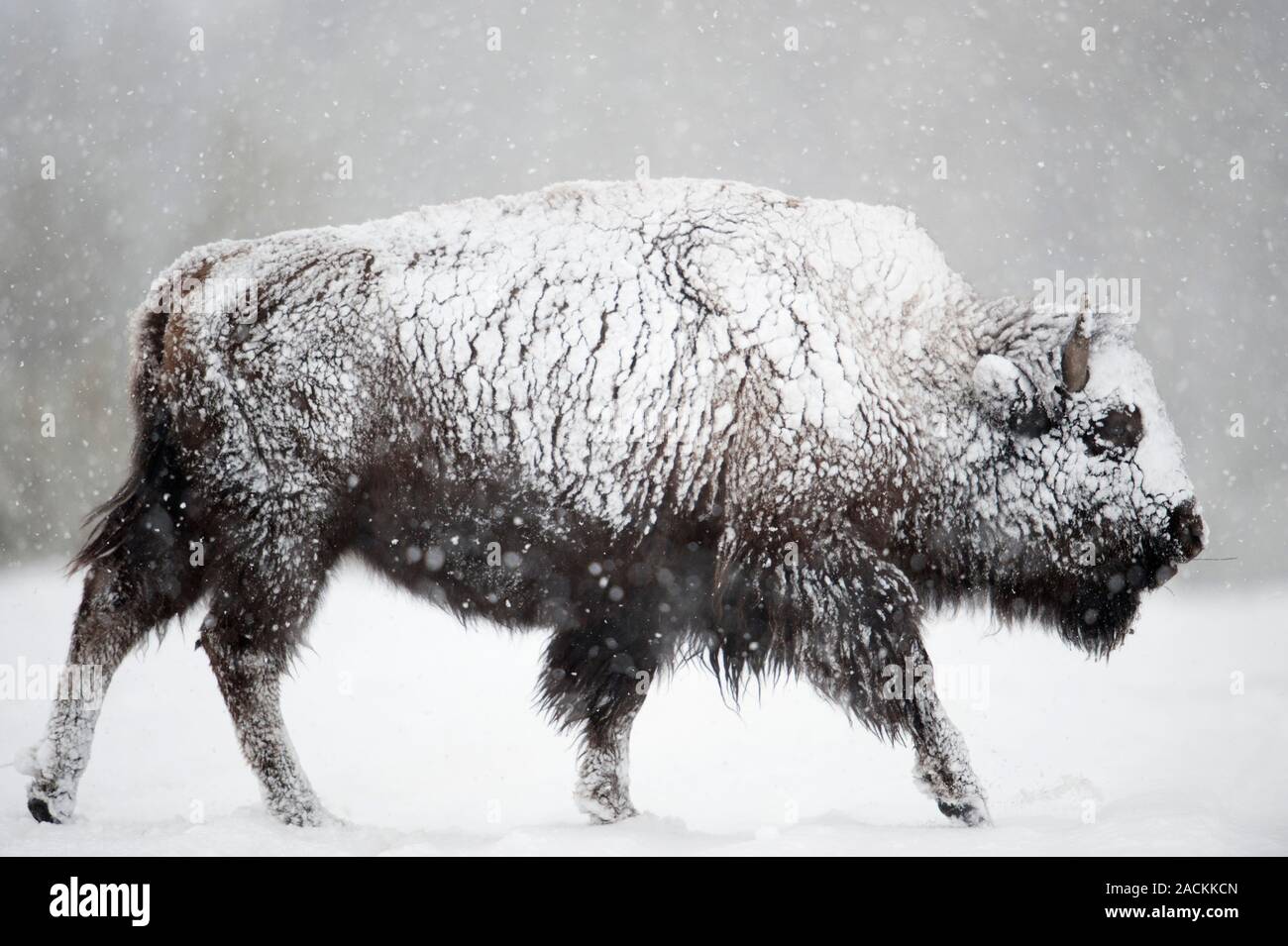 Le bison d'Amérique (Bison bison) recouvert de neige. Photographié dans le Parc National de Yellowstone, Wyoming, USA, en hiver. Banque D'Images