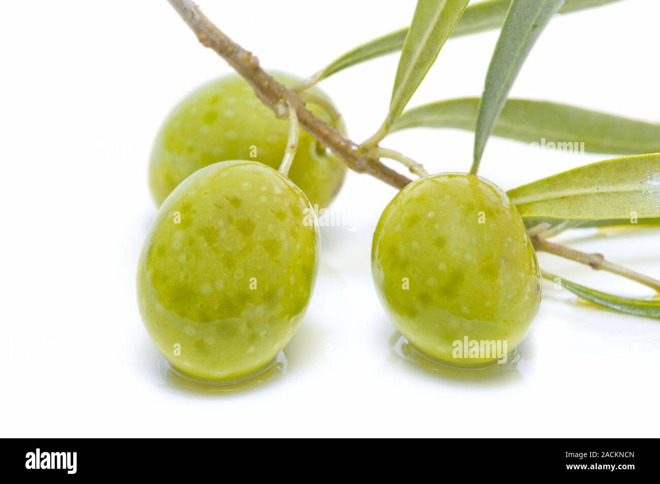 Une branche d'olivier avec trois olives Banque D'Images