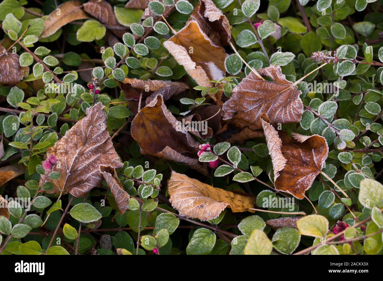 Contexte mélangé avec feuilles de hêtre européen congelé (Fagus sylvatica) et branches cotoneaster Banque D'Images