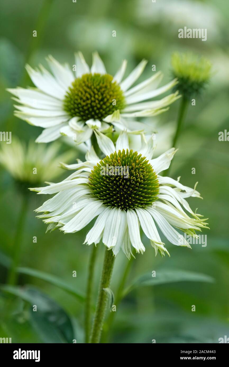 Close-up d'Echinacea purpurea 'Virgin', 'Virgin' échinacée Banque D'Images
