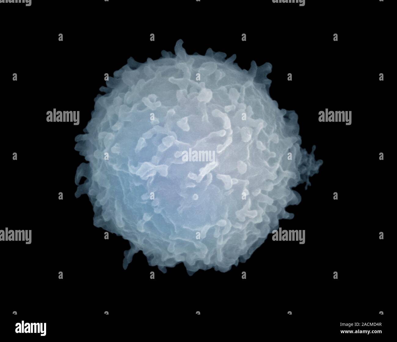 Lymphocyte. Couleur de l'analyse des électrons Microphotographie (SEM) d'une cellule de lymphocytes. Les lymphocytes sont impliqués dans la défense du système immunitaire mech Banque D'Images