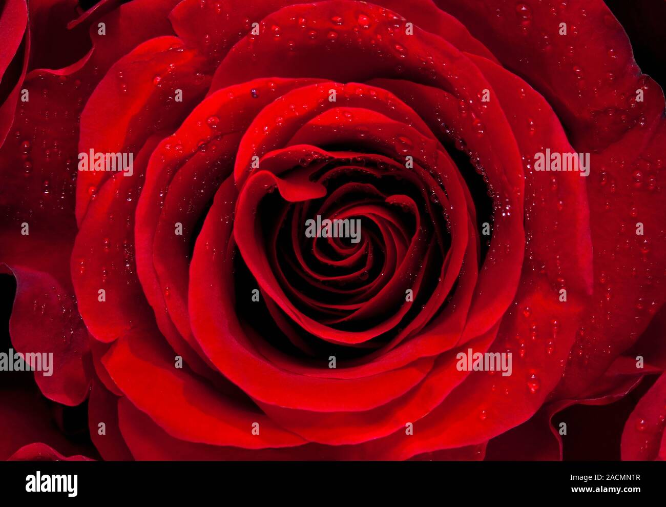 Libre d'une rose rouge Banque D'Images