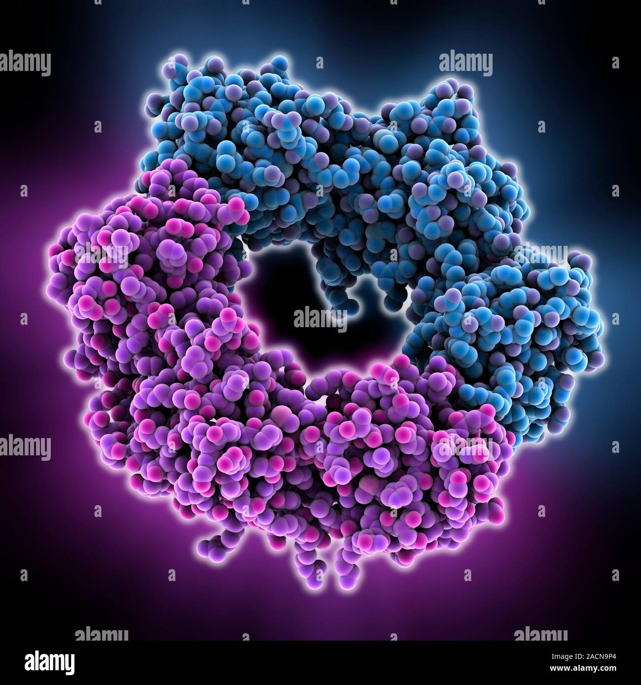 L'ADN polymérase III sousunités bêta, le modèle moléculaire. Les ADN