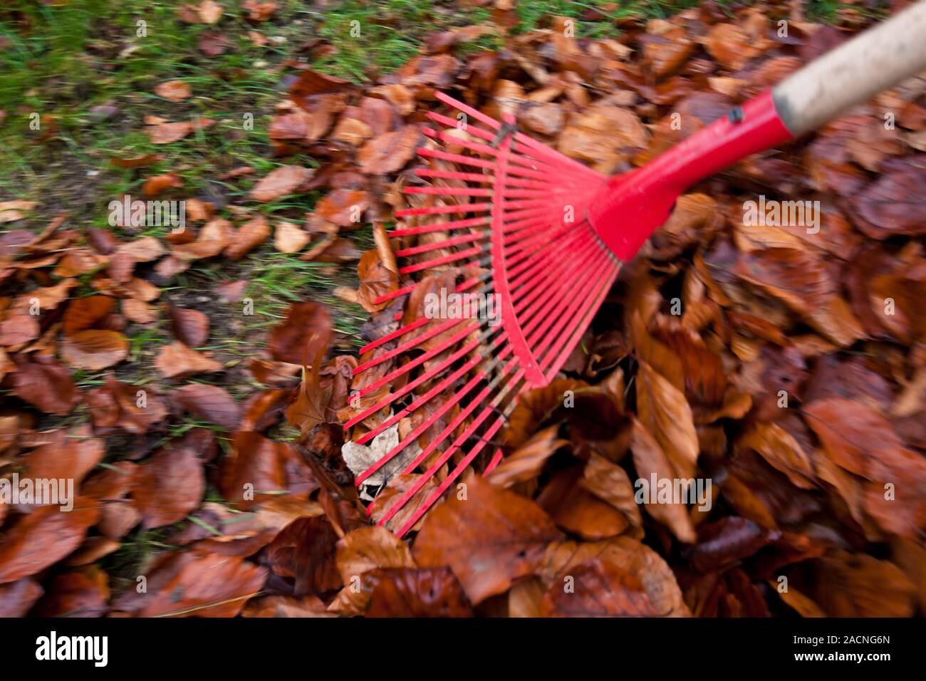 Feuilles de râteau. Retirer les feuilles. Jardinage à l'automne. Banque D'Images