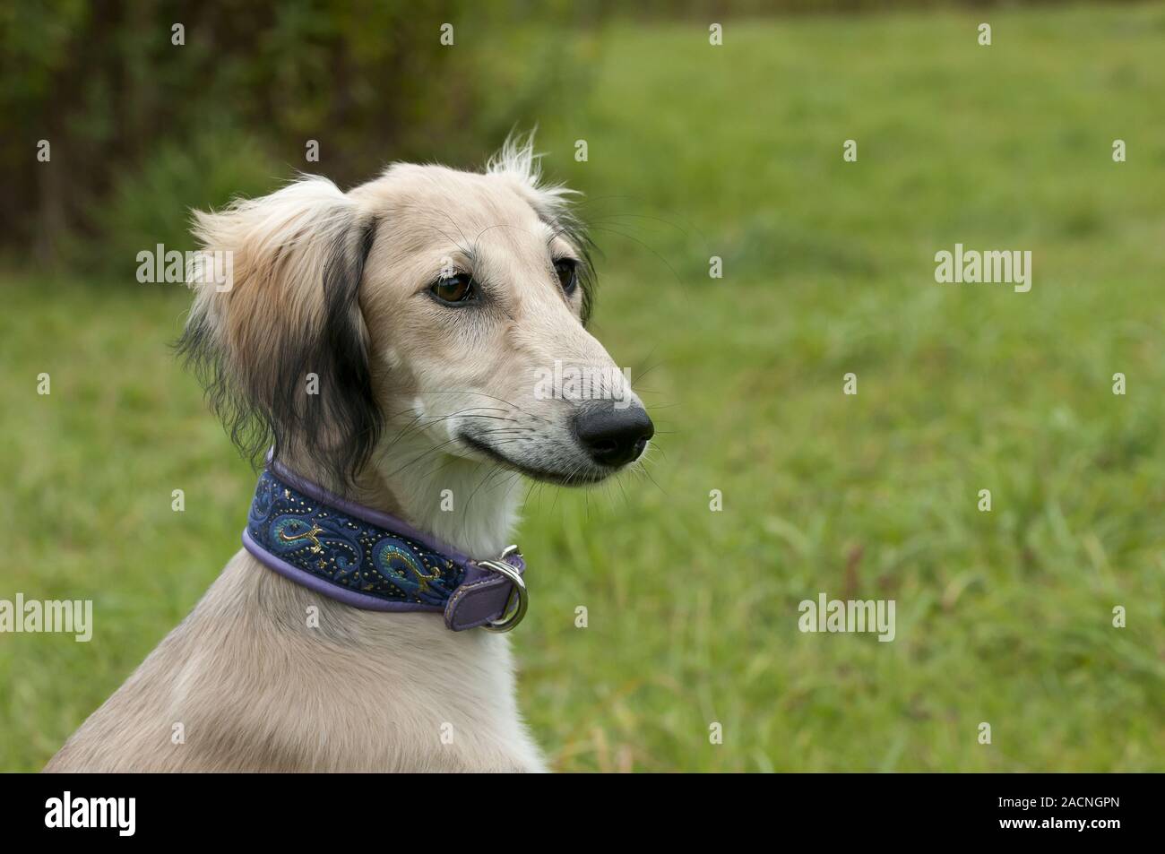 Chien Saluki Banque D'Images