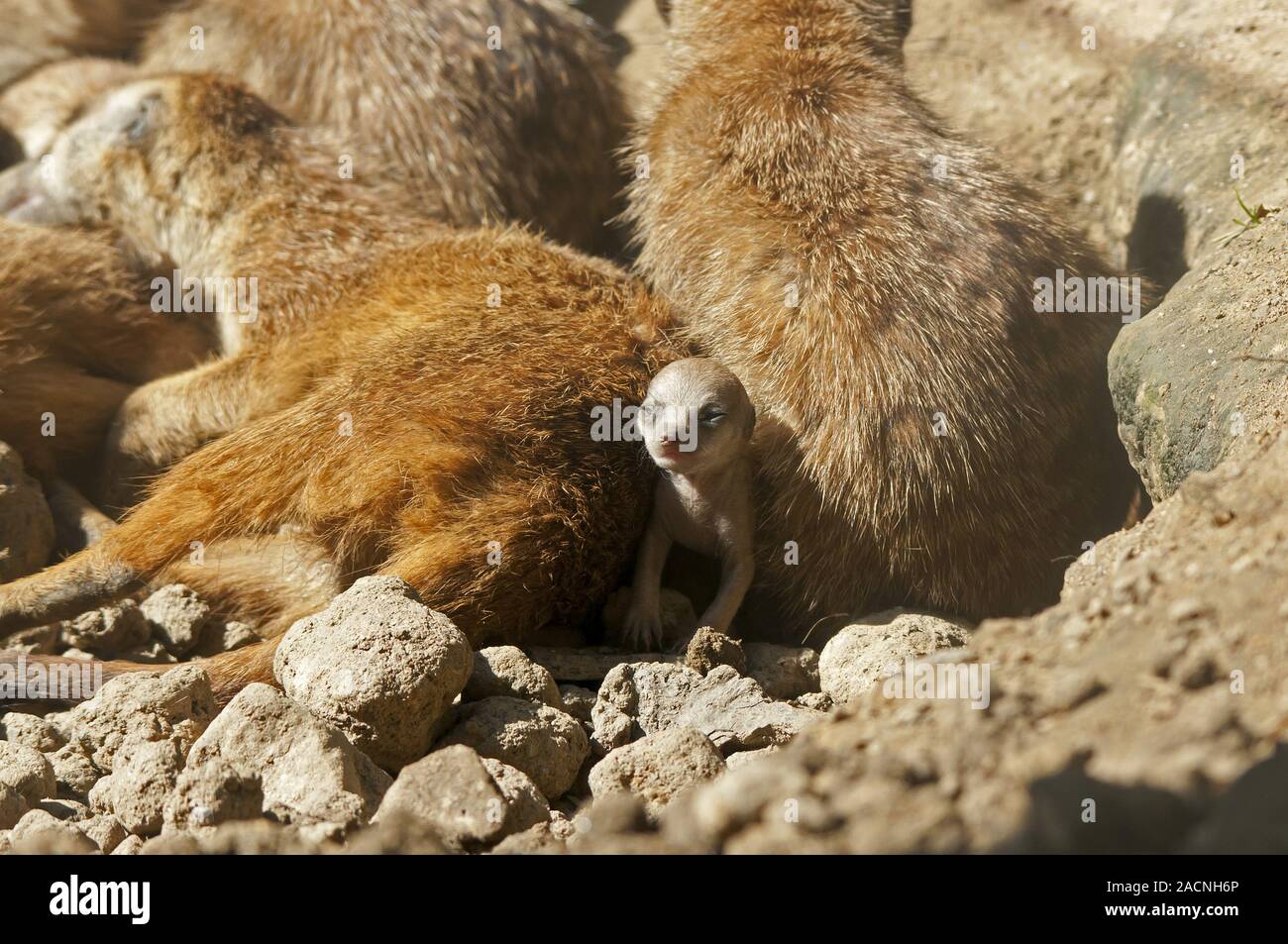 Meerkat baby Banque D'Images