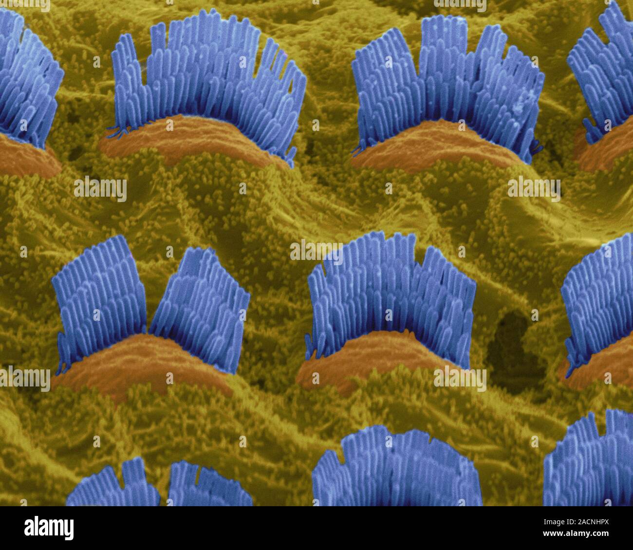 Les cellules ciliées de l'oreille interne. Couleur de l'analyse des ...