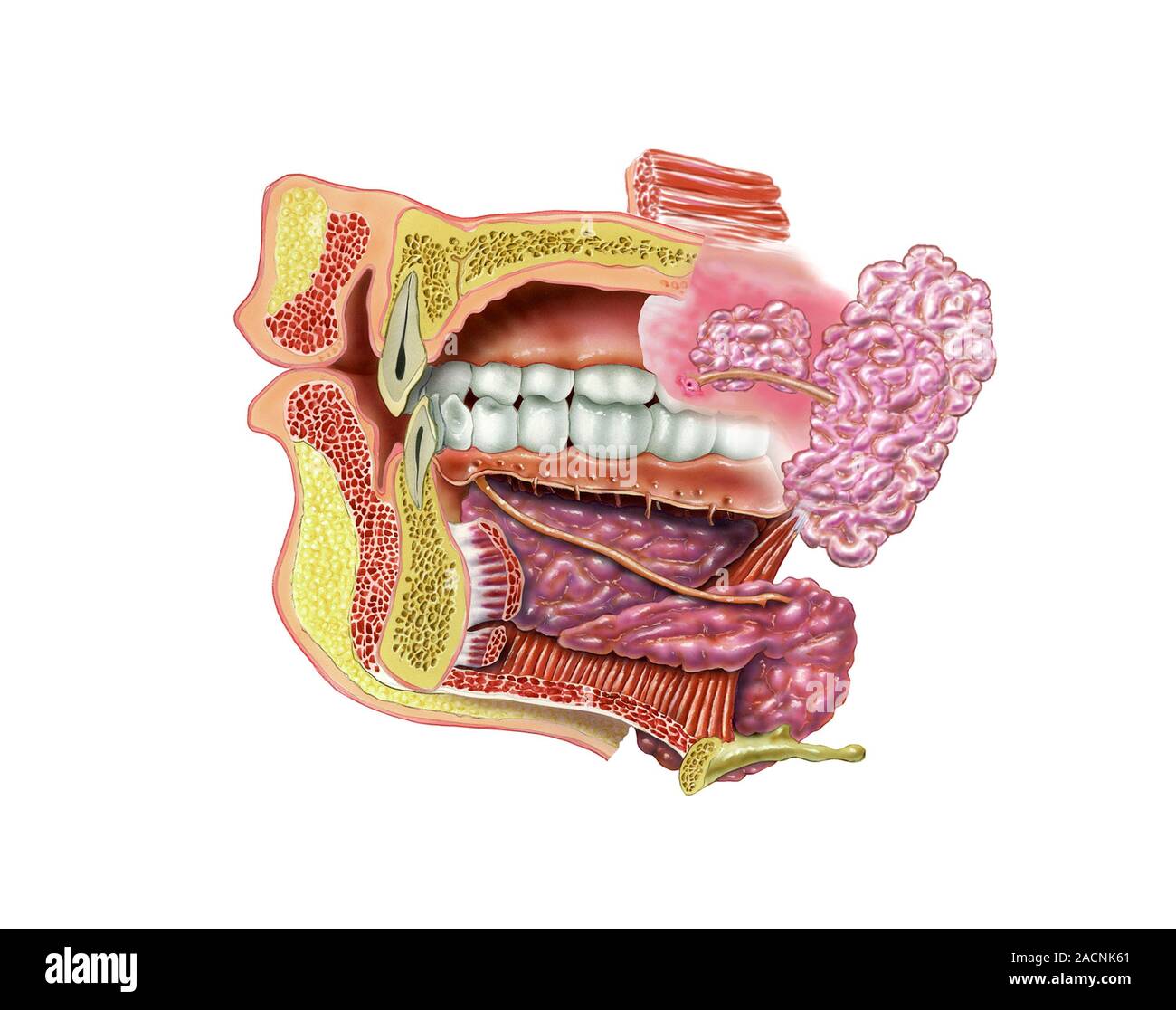 Anatomie des glandes salivaires. Artwork d'une coupe sagittale médiane — free download
