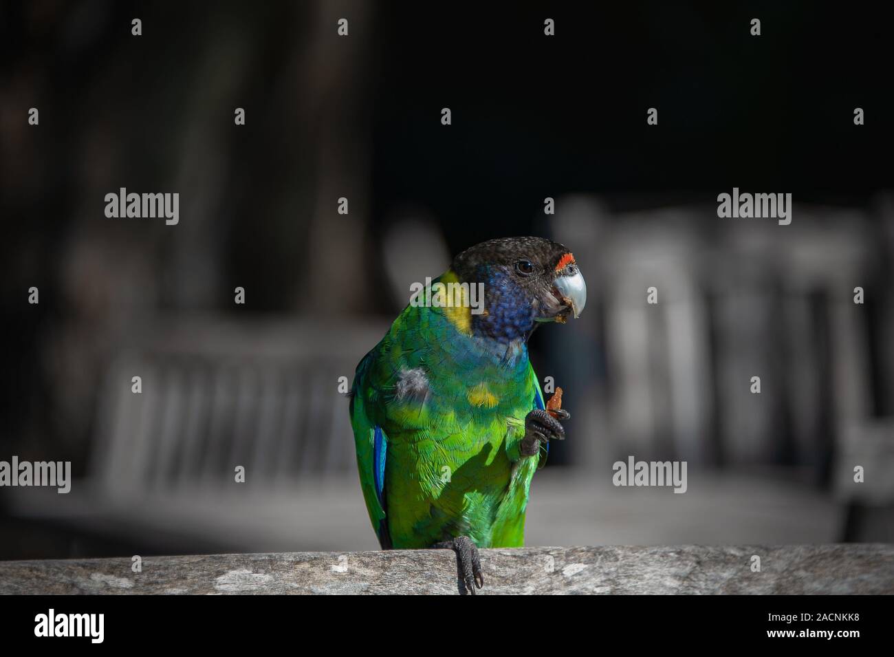 Australian Parrot à collier (Barnardius zonarius) contre un fond sombre Banque D'Images