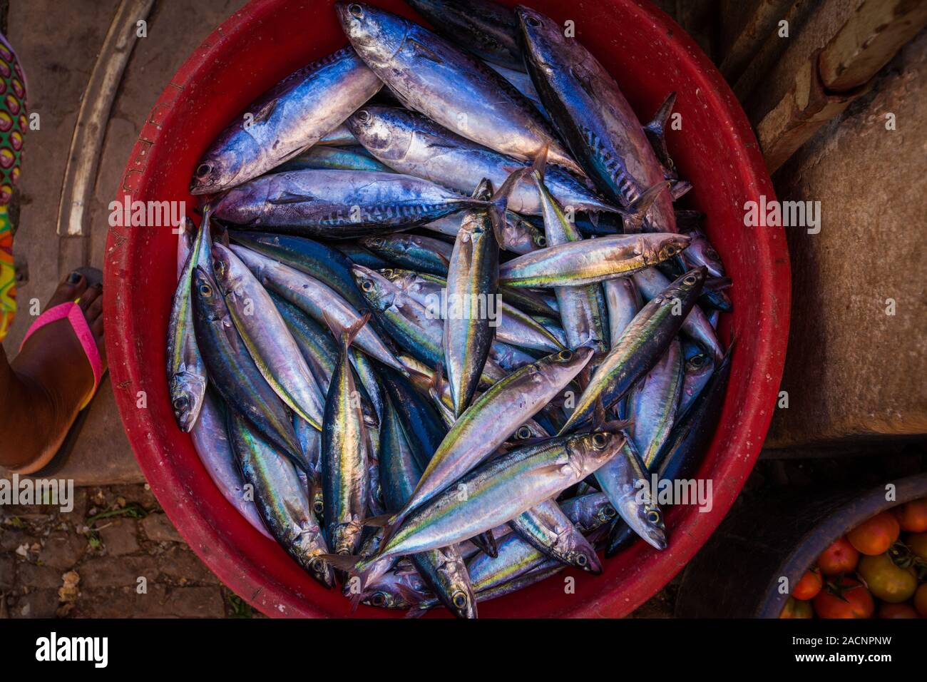 poisson frais Banque D'Images