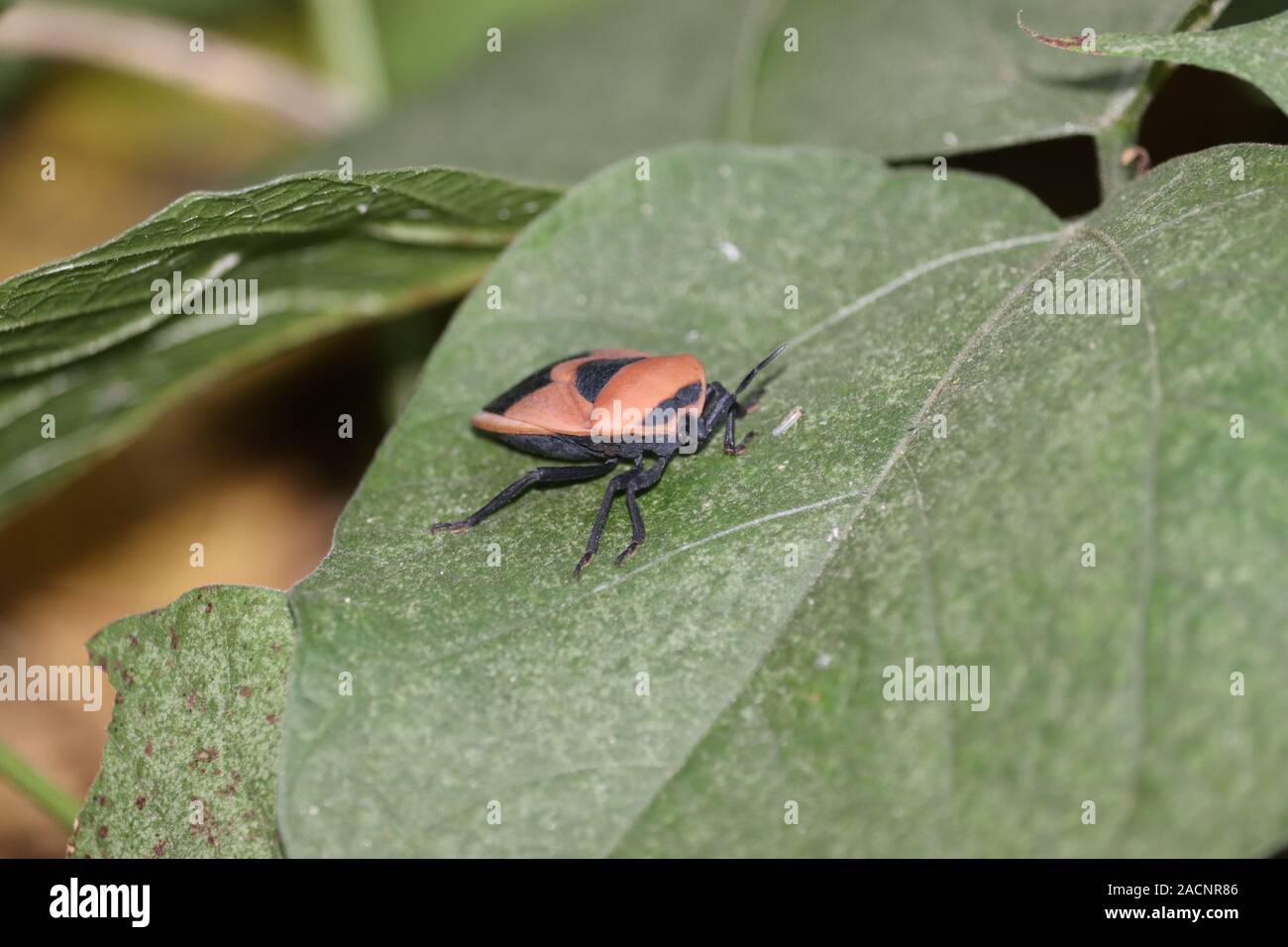 Fire bug(insectes) est assis sur un bouclier des bogues dans l'usine .close up .plan macro sur green stink bug (bug shield Banque D'Images