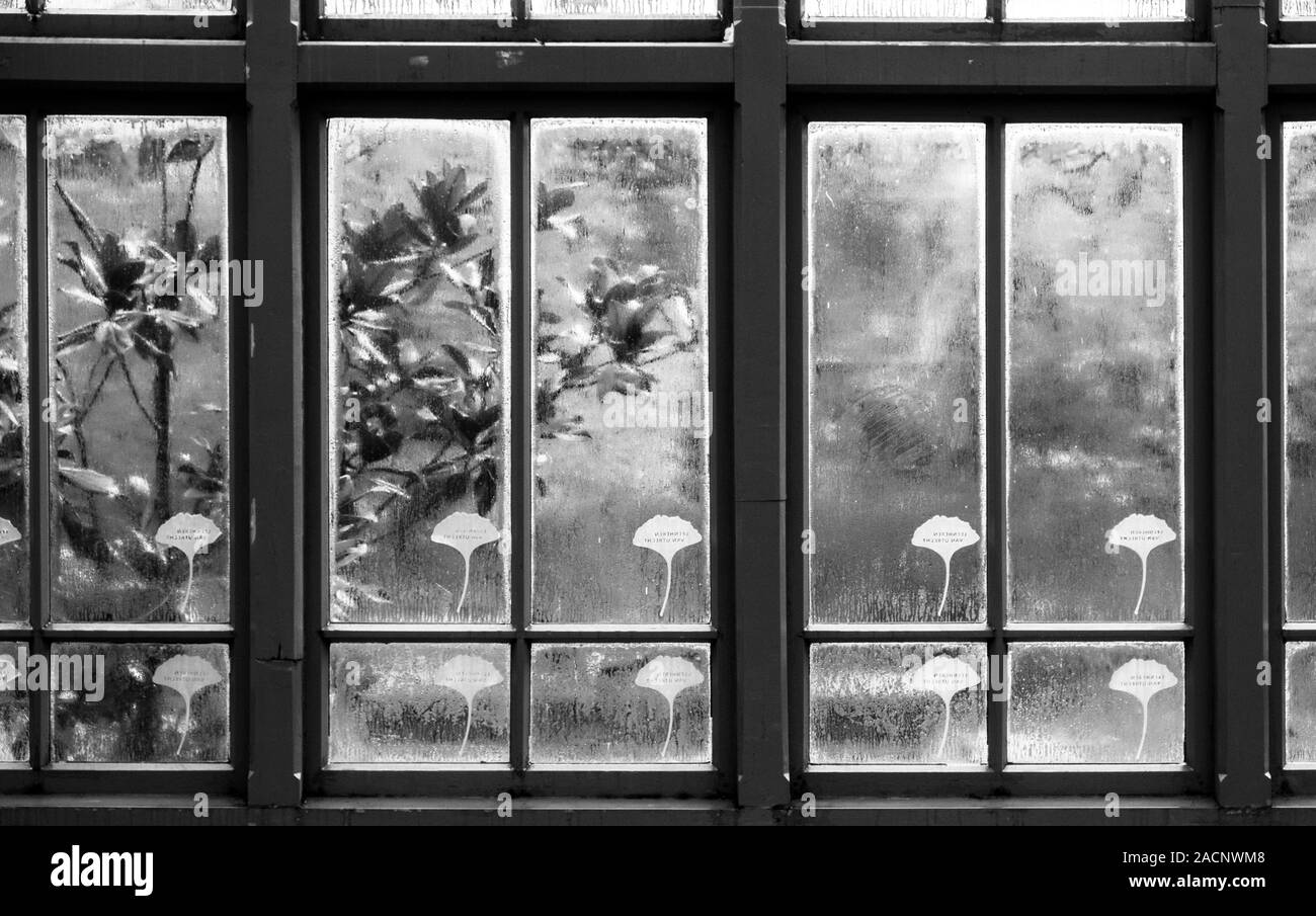 Serre, Hortus Botanicus en noir et blanc Banque D'Images