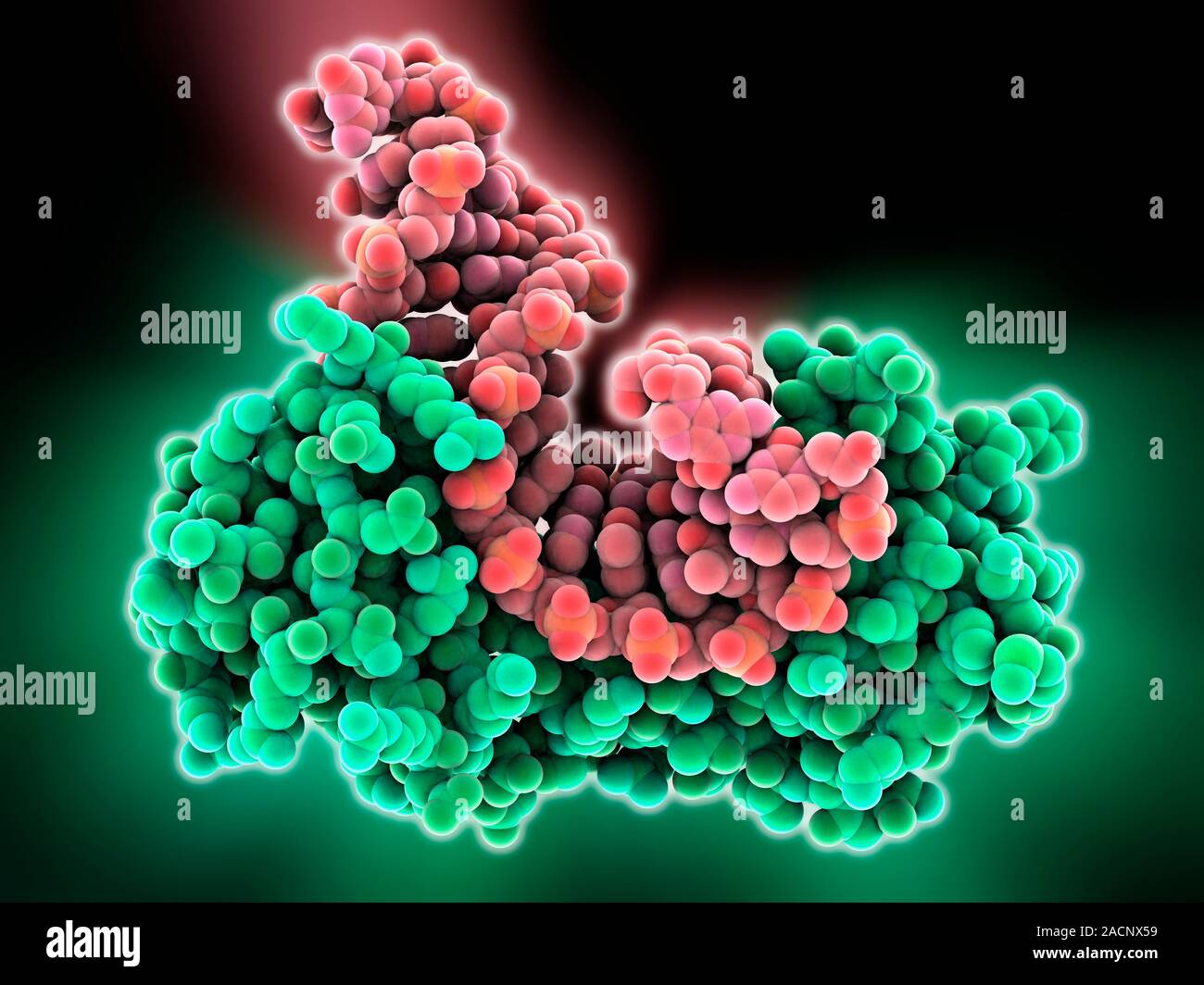 TATA box-binding protein complexes. Le modèle moléculaire montrant une  protéine de liaison de la boîte TATA (TBP, vert) complexée avec un brin  d'ADN (acide désoxyribonucléique aci Photo Stock - Alamy