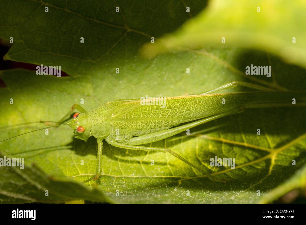 Sauterelle (Tettigonia viridissima européenne) Banque D'Images
