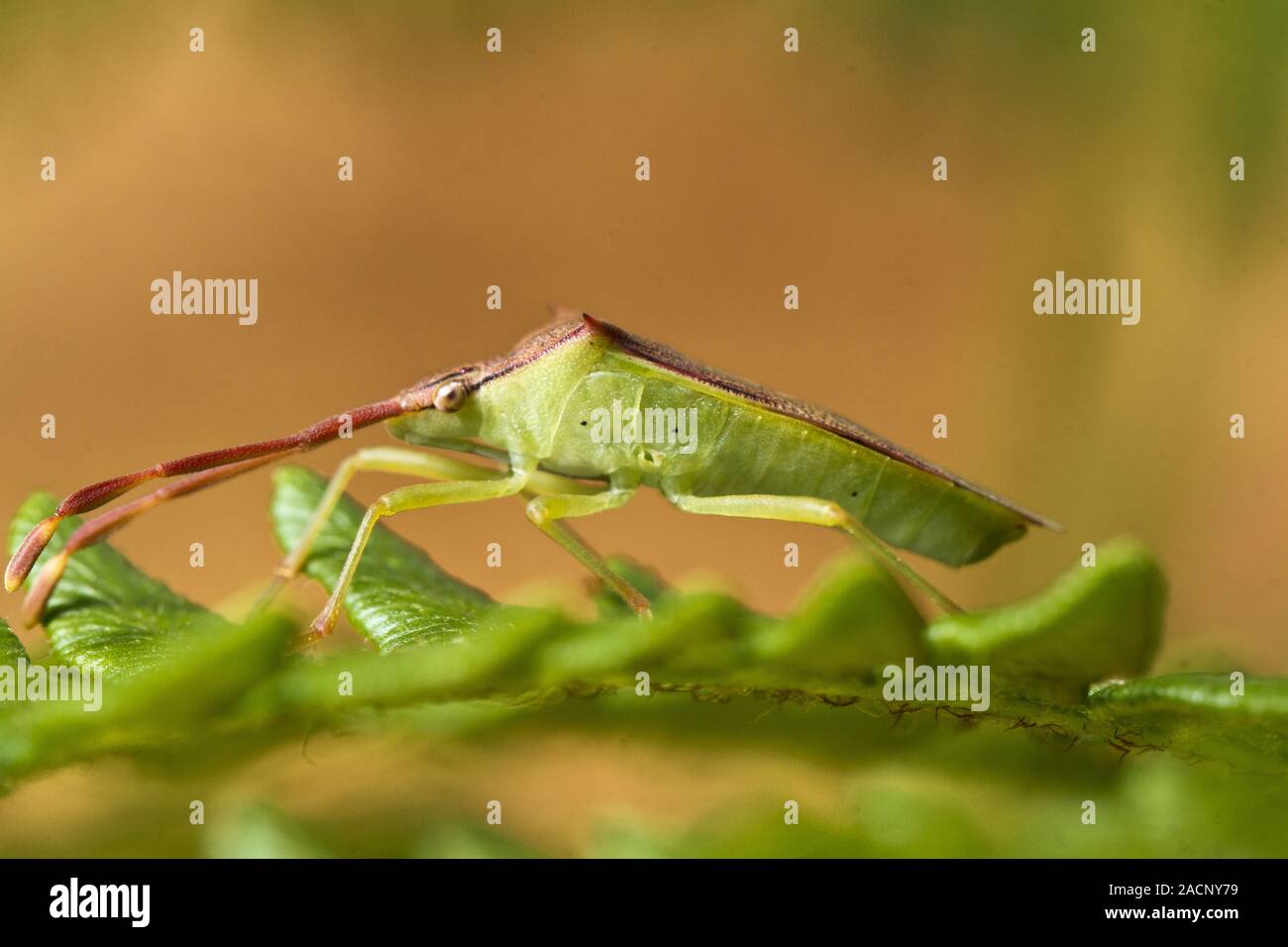 Southern Green Stinkbug (Nezara viridula) Banque D'Images