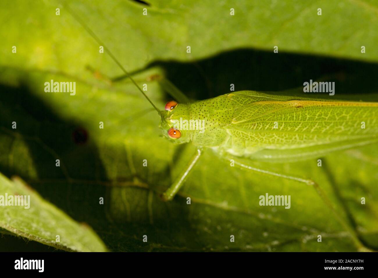 Sauterelle (Tettigonia viridissima européenne) Banque D'Images