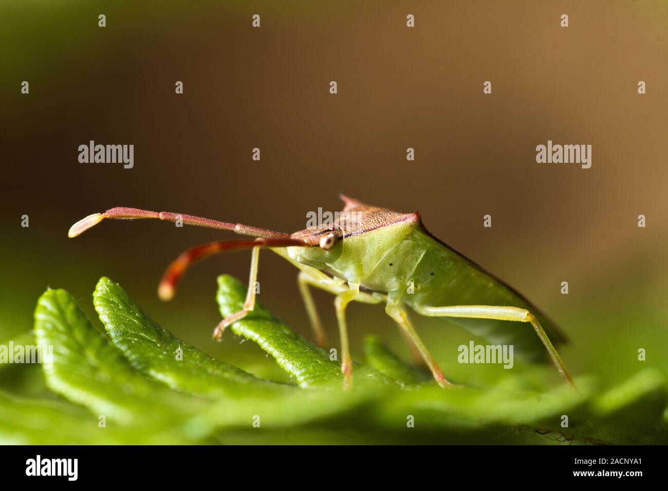 Southern Green Stinkbug (Nezara viridula) Banque D'Images