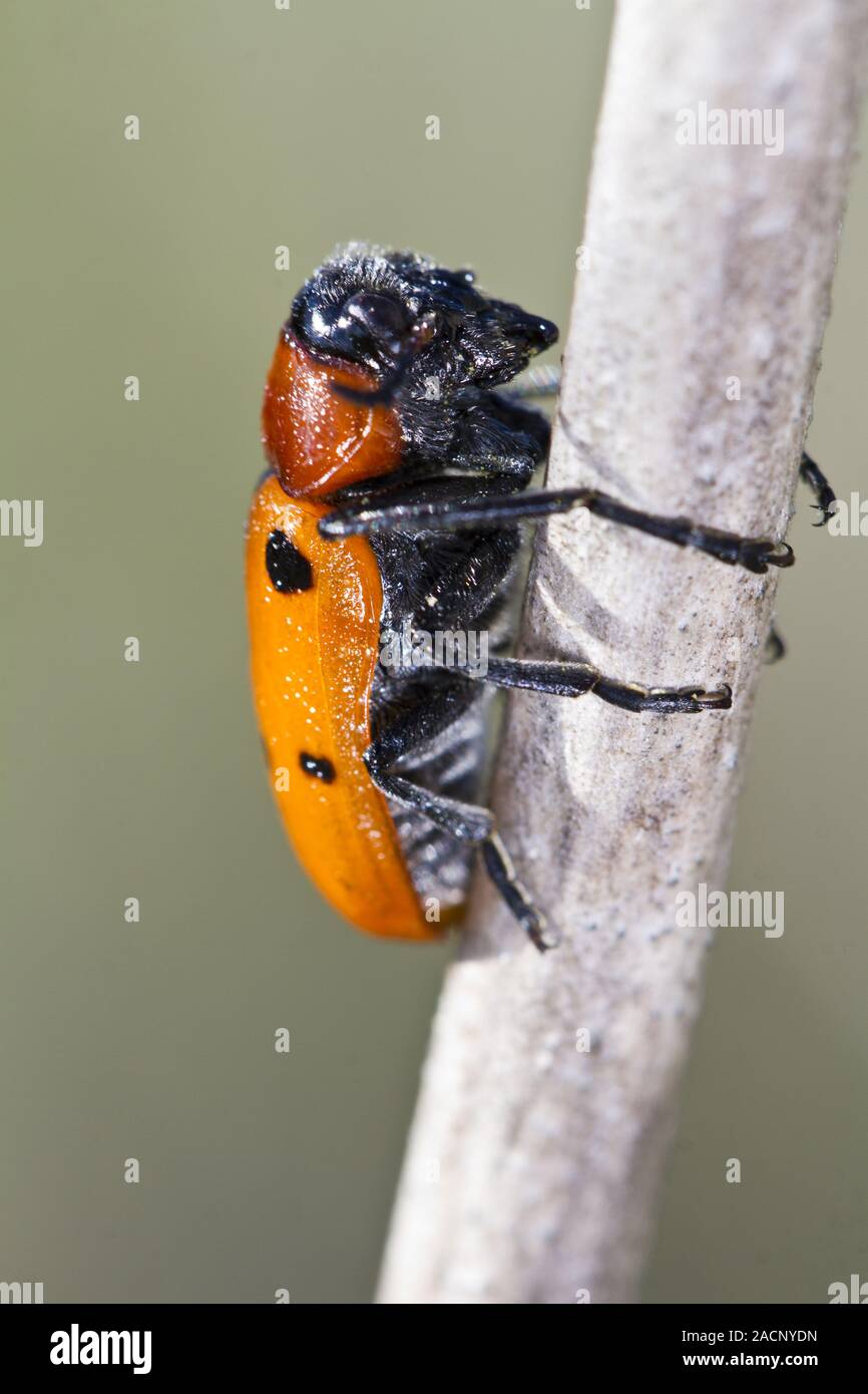 Leaf Beetle (Lachnaia paradoxa) Banque D'Images