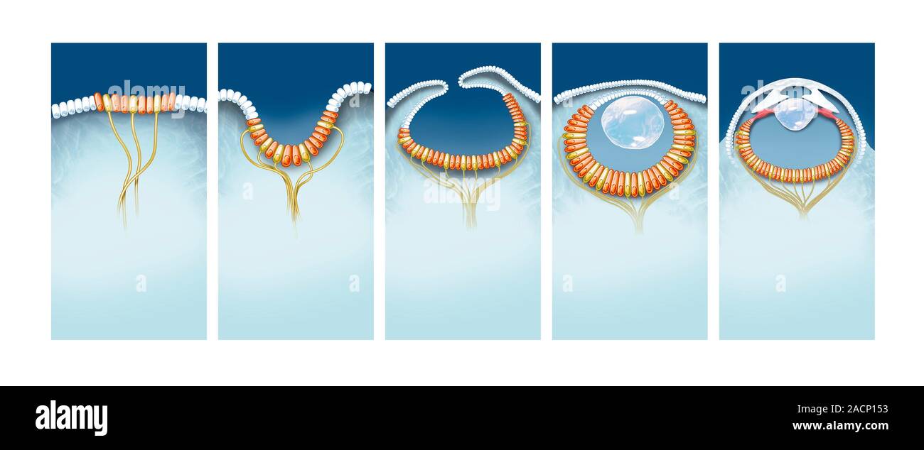 Évolution de l'œil, art de l'ordinateur. On pense que l'œil est issue d'un patch de cellules photosensibles (gauche) sur la surface de l'organisme. Wh Banque D'Images