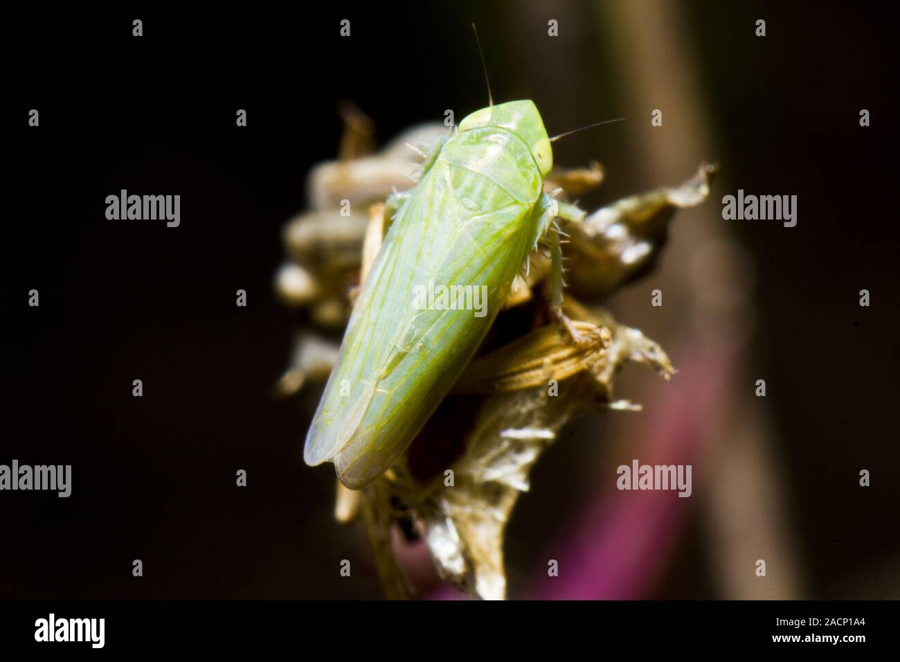 (Zygina cicadelle) nivea Banque D'Images