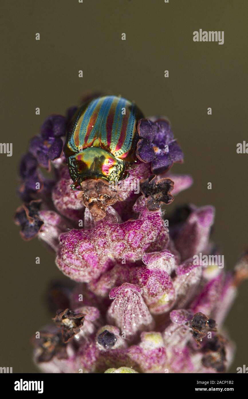 Rosemary beetle (chrysolina americana) Banque D'Images