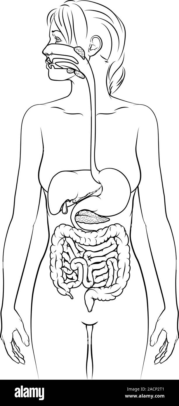 Système digestif humain Femme Schéma anatomique Illustration de Vecteur
