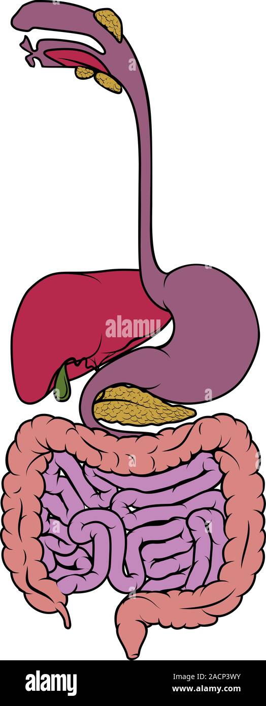 Tractus gastro-intestinal Troubles digestifs Schéma Gut Illustration de Vecteur