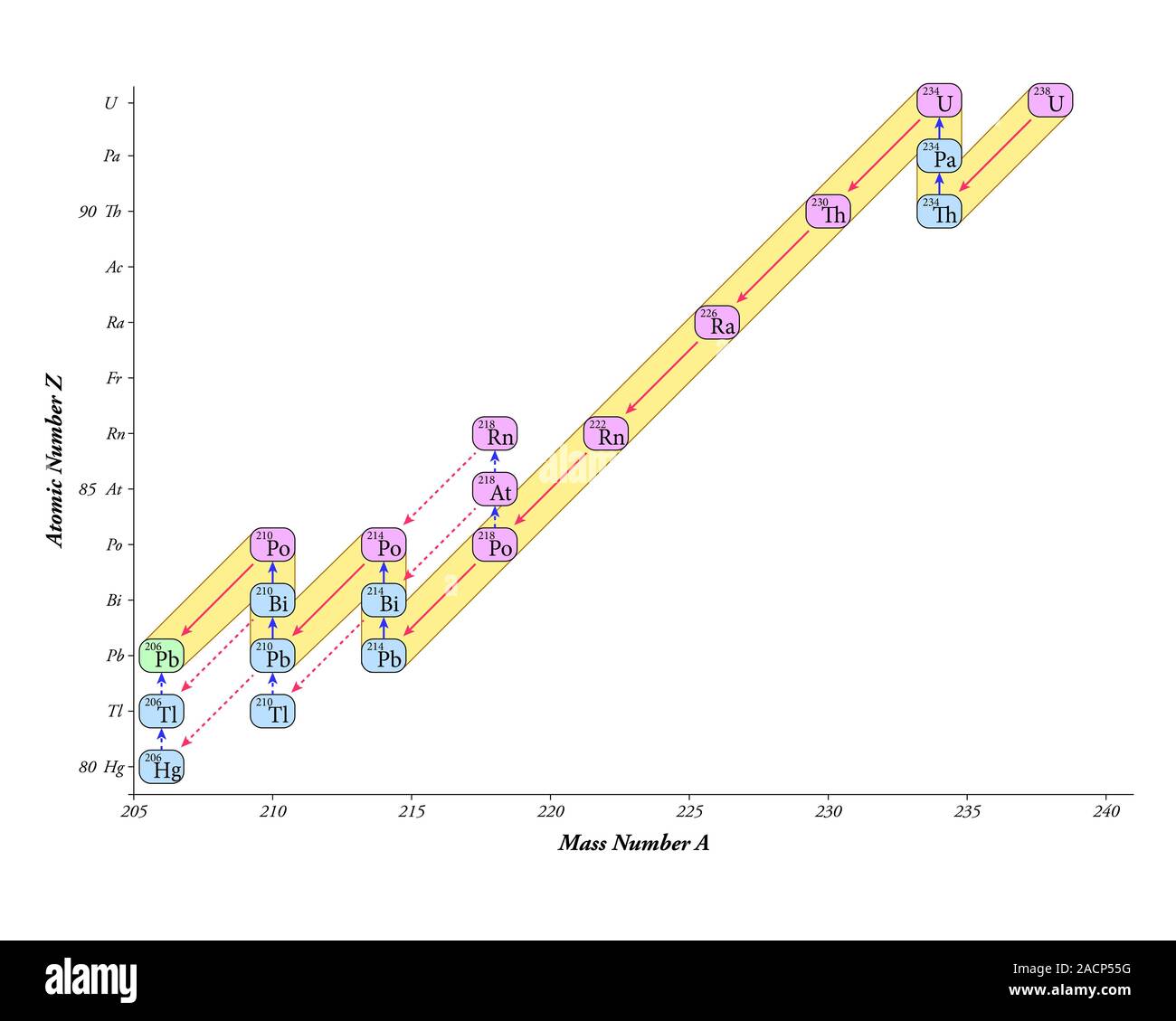 Chaîne de désintégration nucléaire, radium série. Schéma de la chaîne de  désintégration nucléaire de l'uranium 238 (U-238) en matière d'isotopes  (indiquées par les symboles chimiques) représenté par un mas Photo Stock -