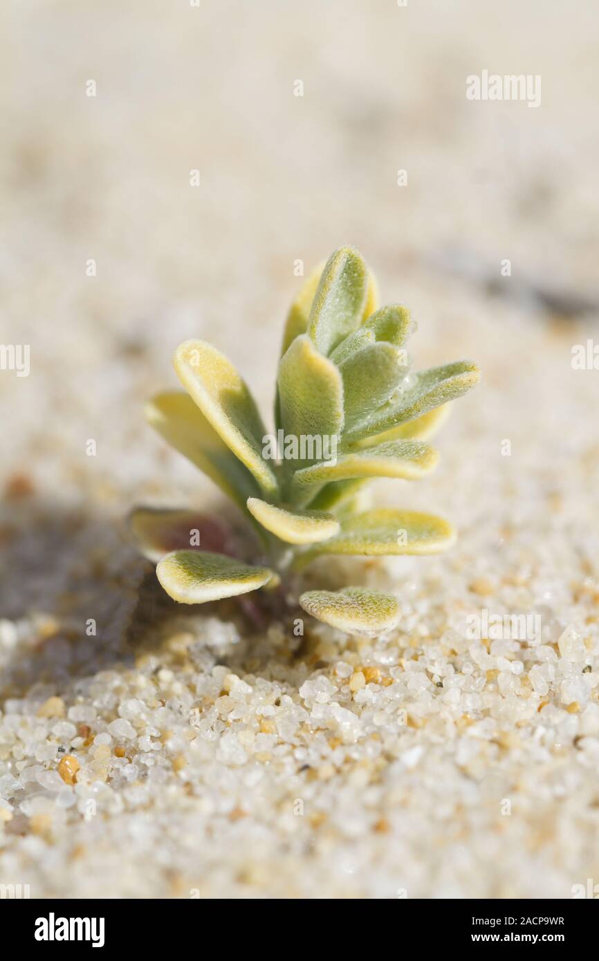 La flore des dunes de la plage Banque D'Images
