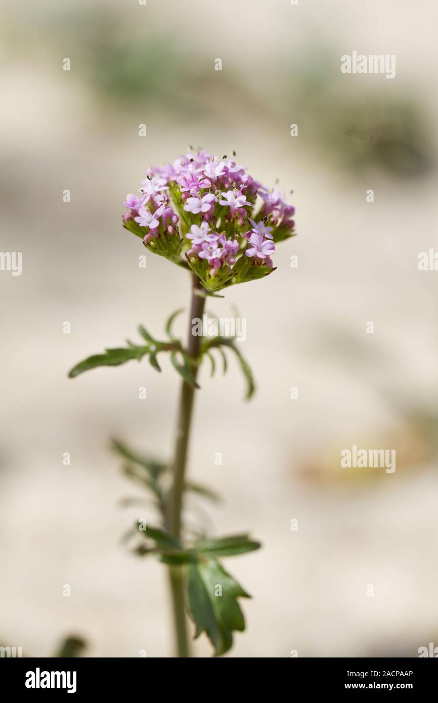 La flore des dunes de la plage Banque D'Images