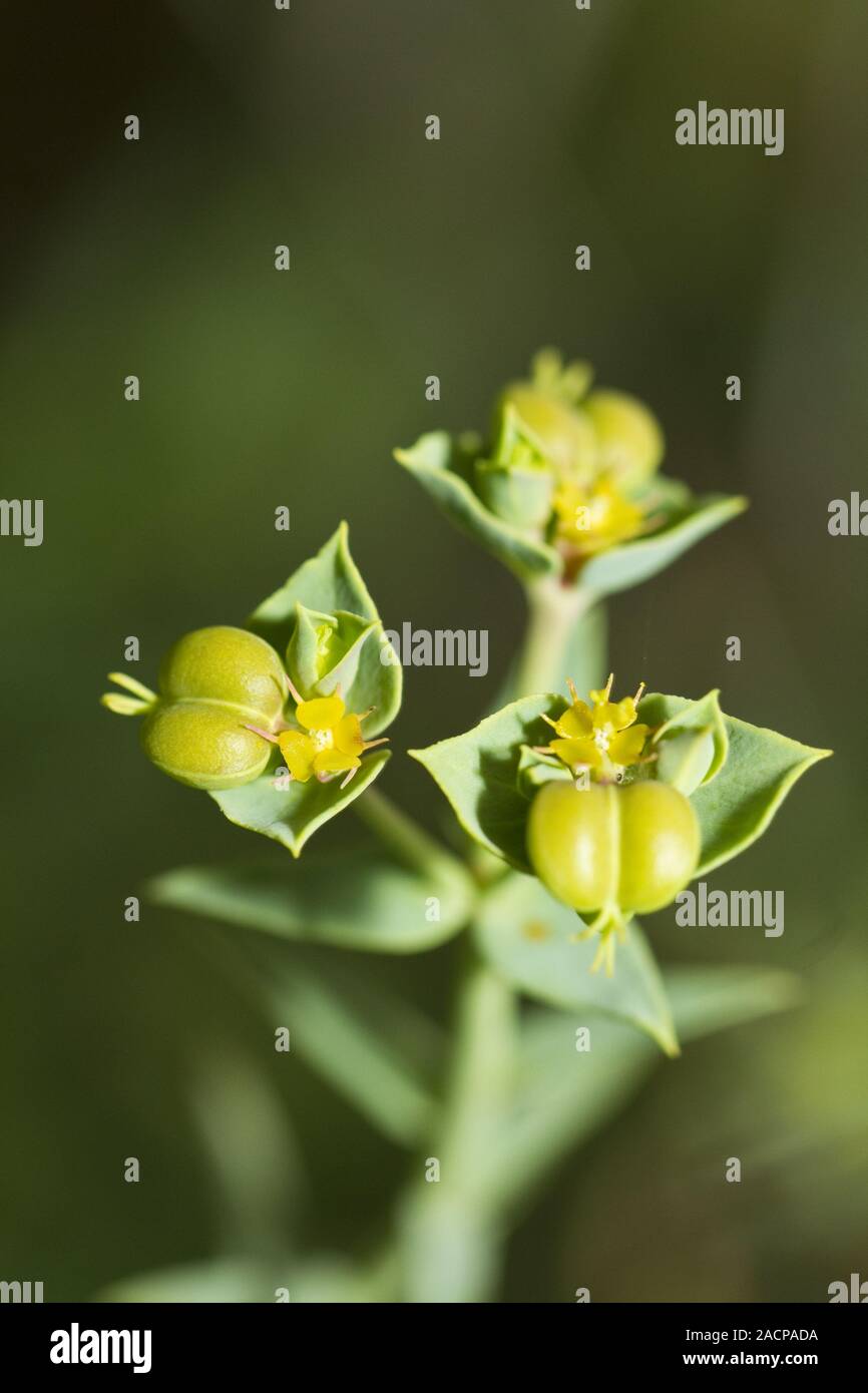 Euphorbia boetica boiss Banque D'Images