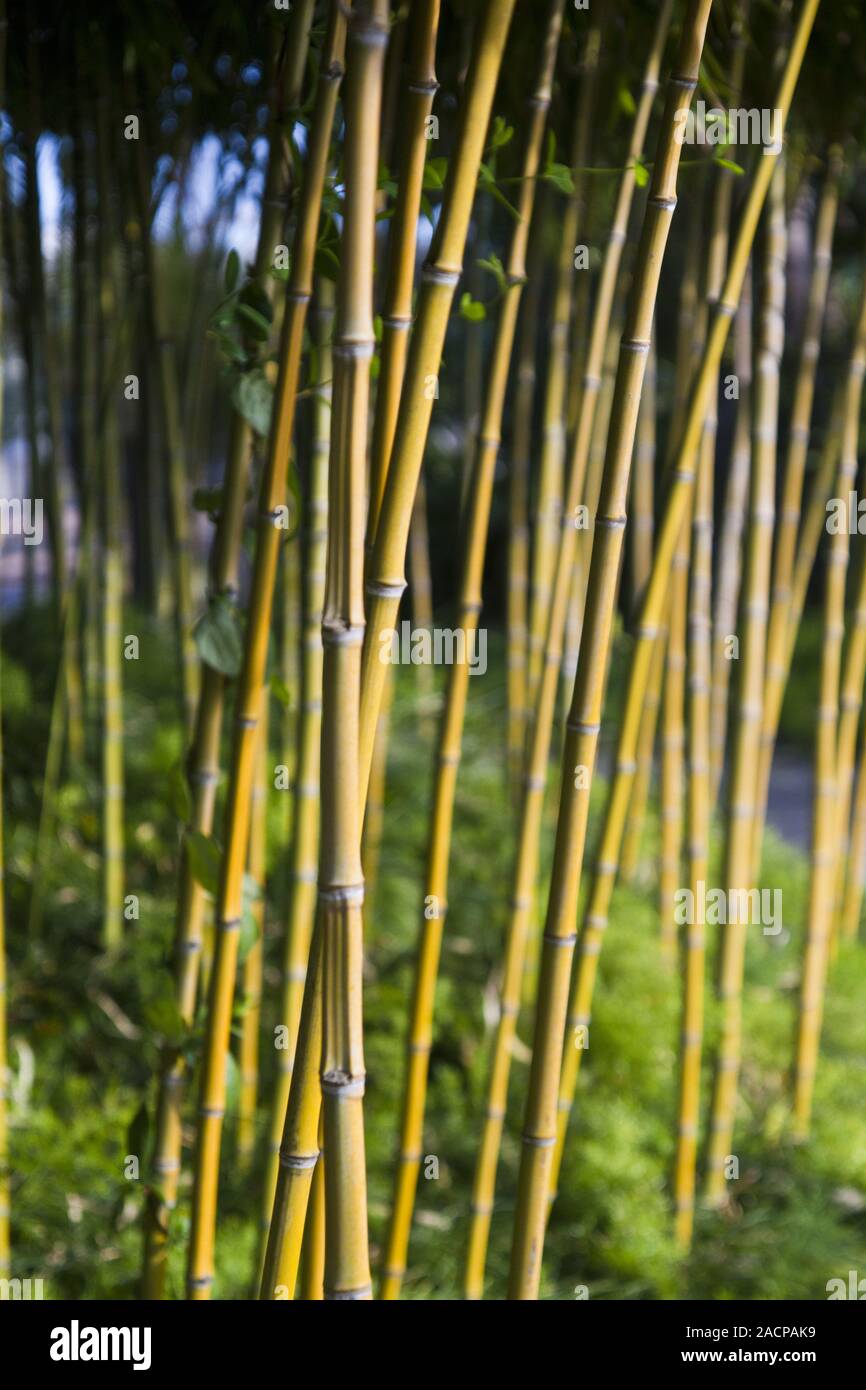 Bambou décoratif Banque de photographies et d'images à haute résolution -  Alamy