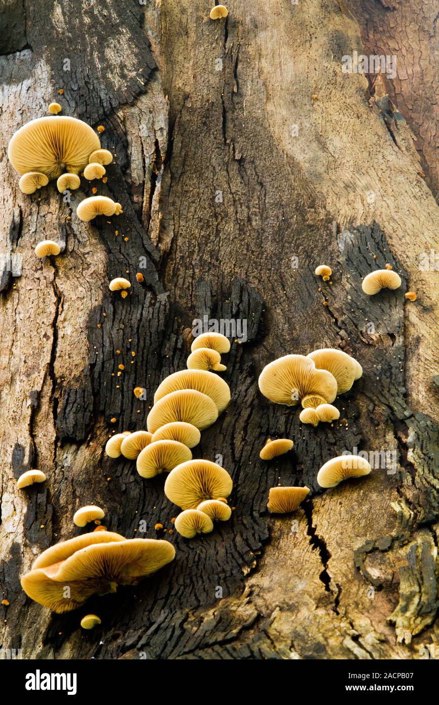 champignons de l’arbre Banque D'Images
