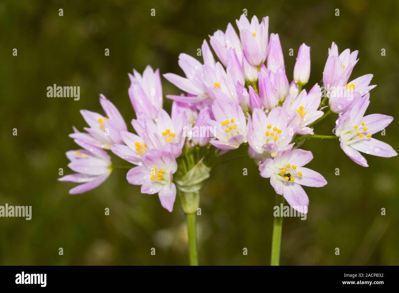 L'ail rose (Allium roseum) Banque D'Images