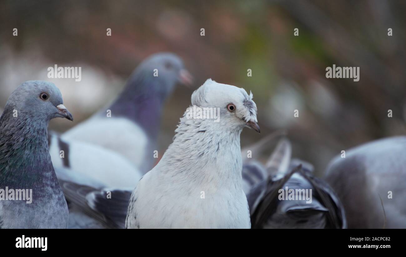 Beaux pigeons blancs Banque D'Images
