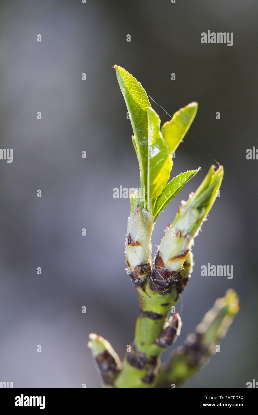 Almond tree sprout Banque D'Images