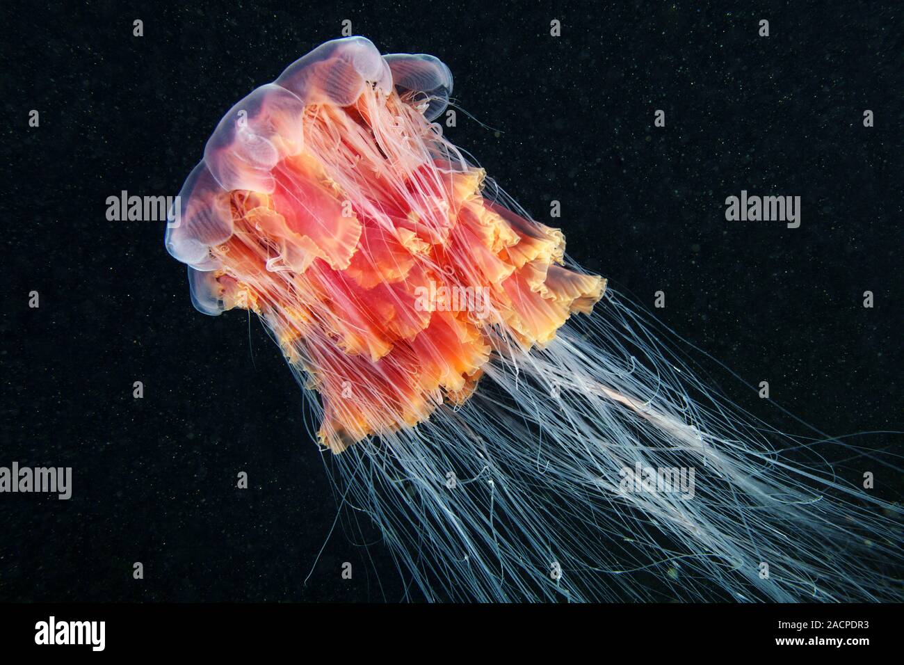 M duse Crini re De Lion Cyanea Capillata M duse Crini re De Lion m-duse-crini-re-de-lion-cyanea-capillata-m-duse-crini-re-de-lion