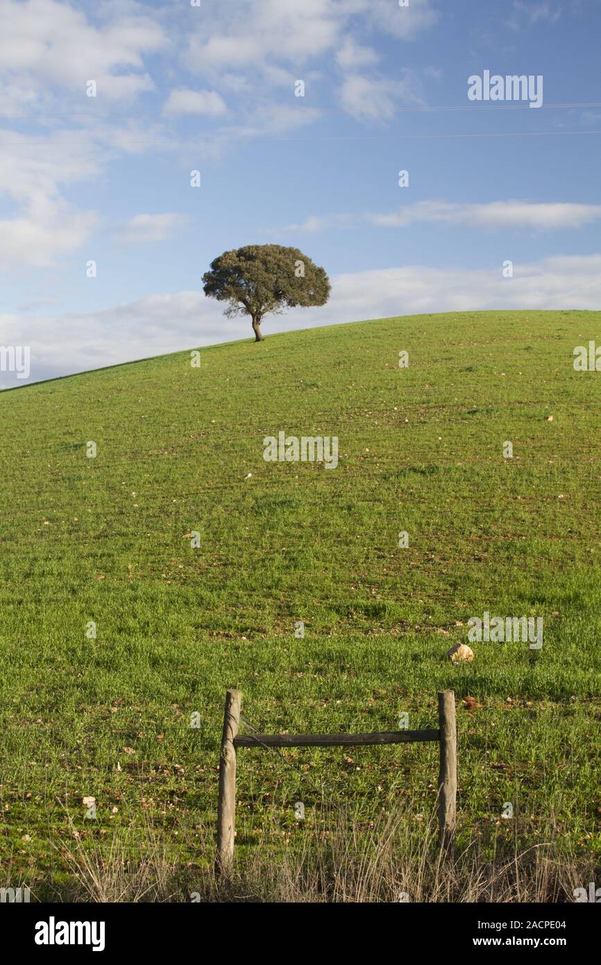 Green Hills vide avec très peu d'arbres épars Banque D'Images