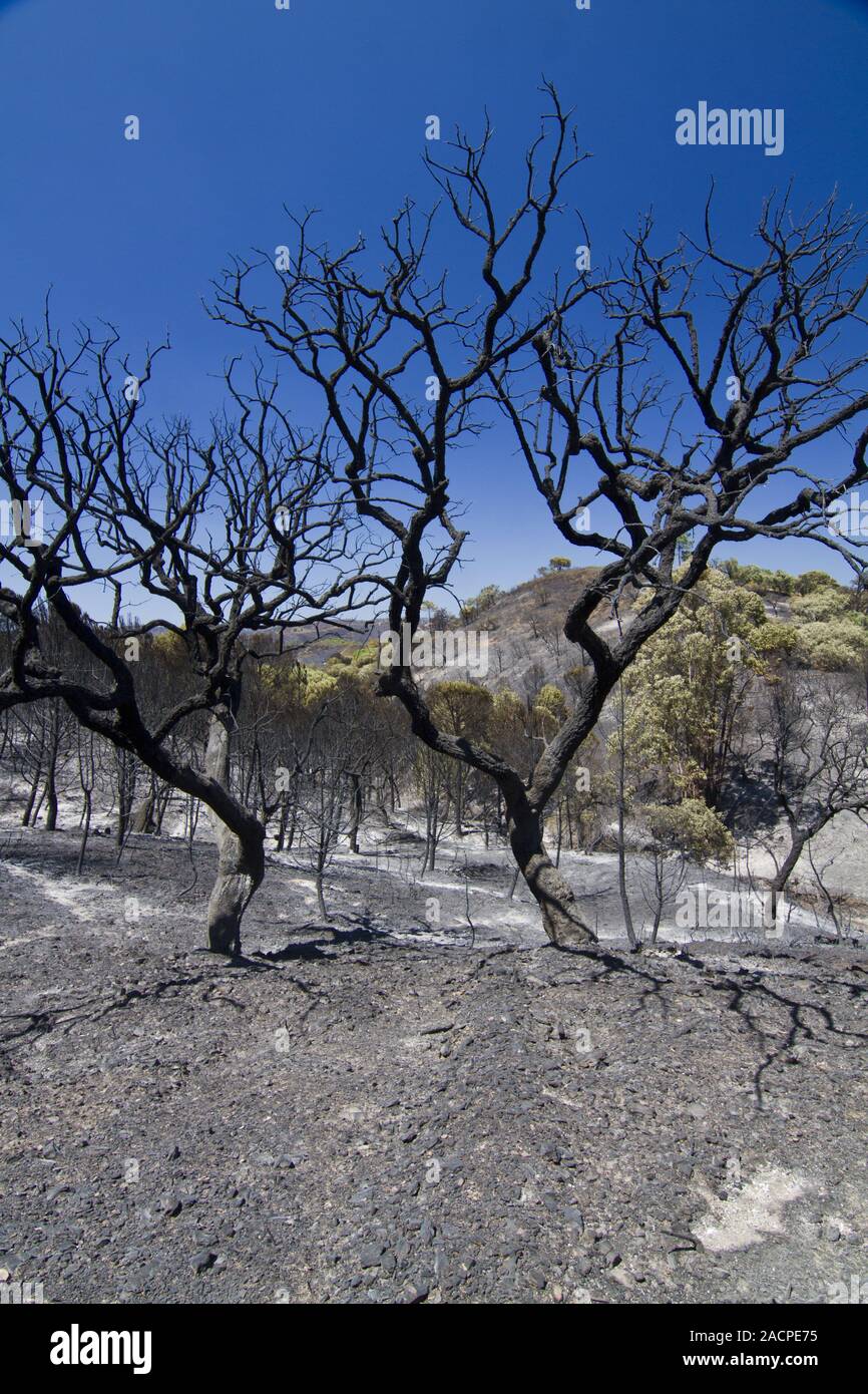 forêts brûlées Banque D'Images