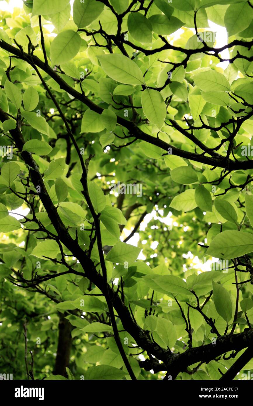 Feuilles vertes sur l'arbre Banque D'Images